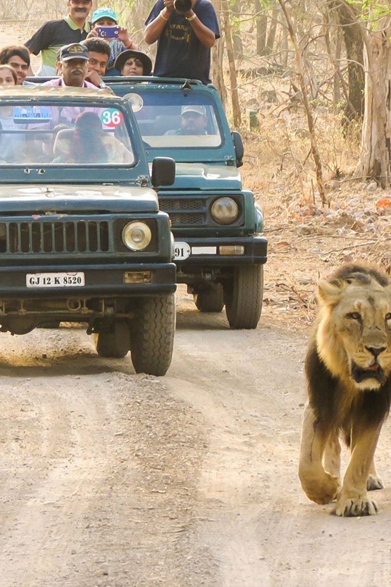 Jungle Safari